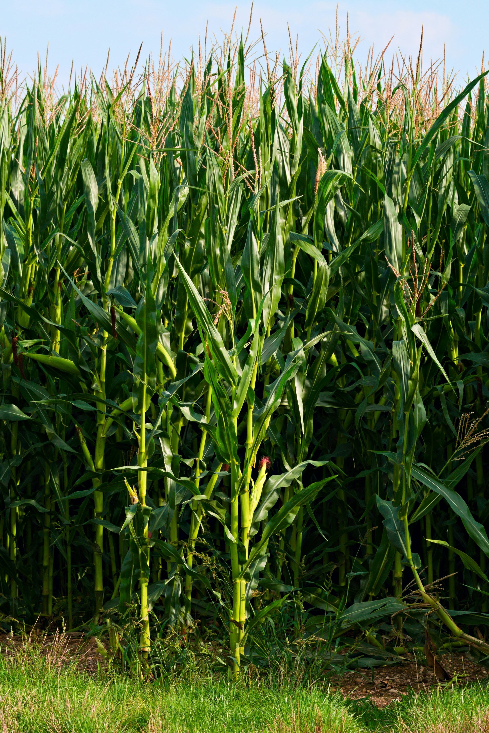 Agricultural fields and crops
