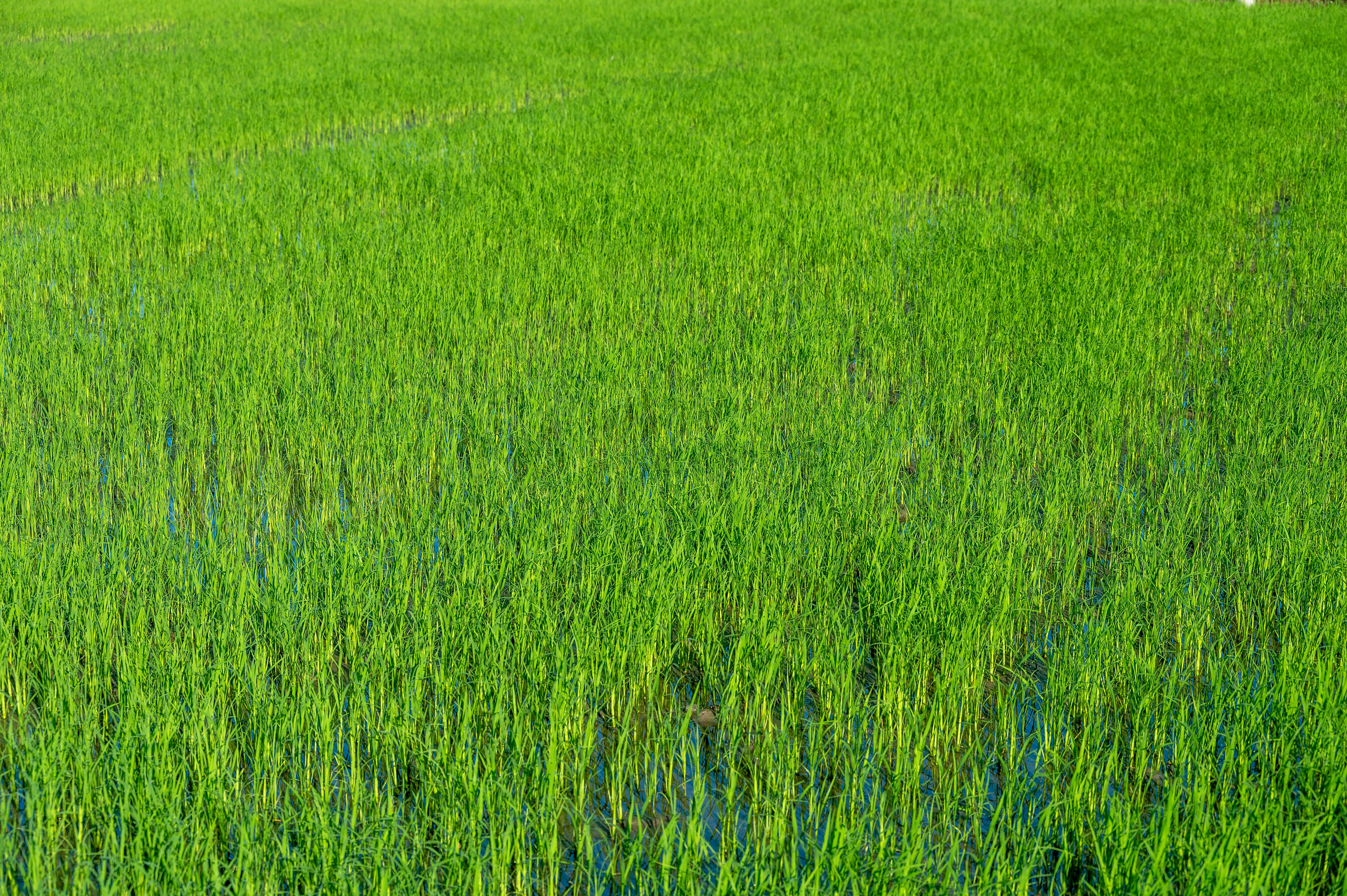 Lush green agricultural field