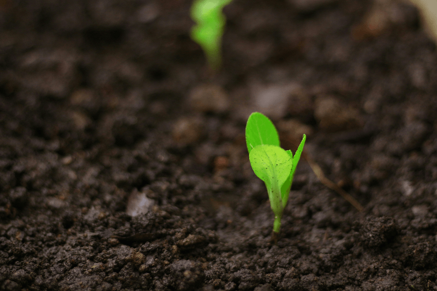 Green sprout growing in fertile soil