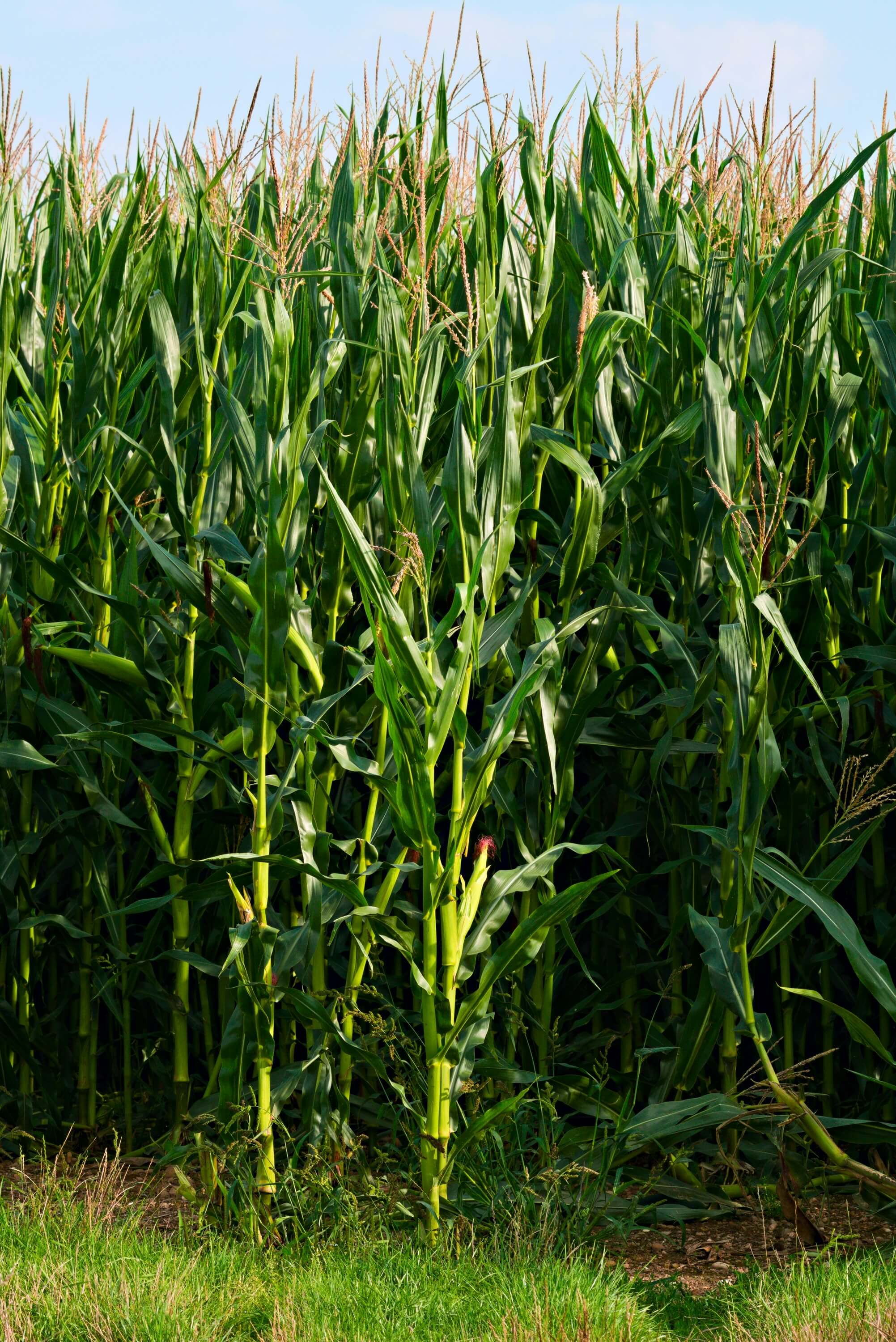 Agricultural fields and crops