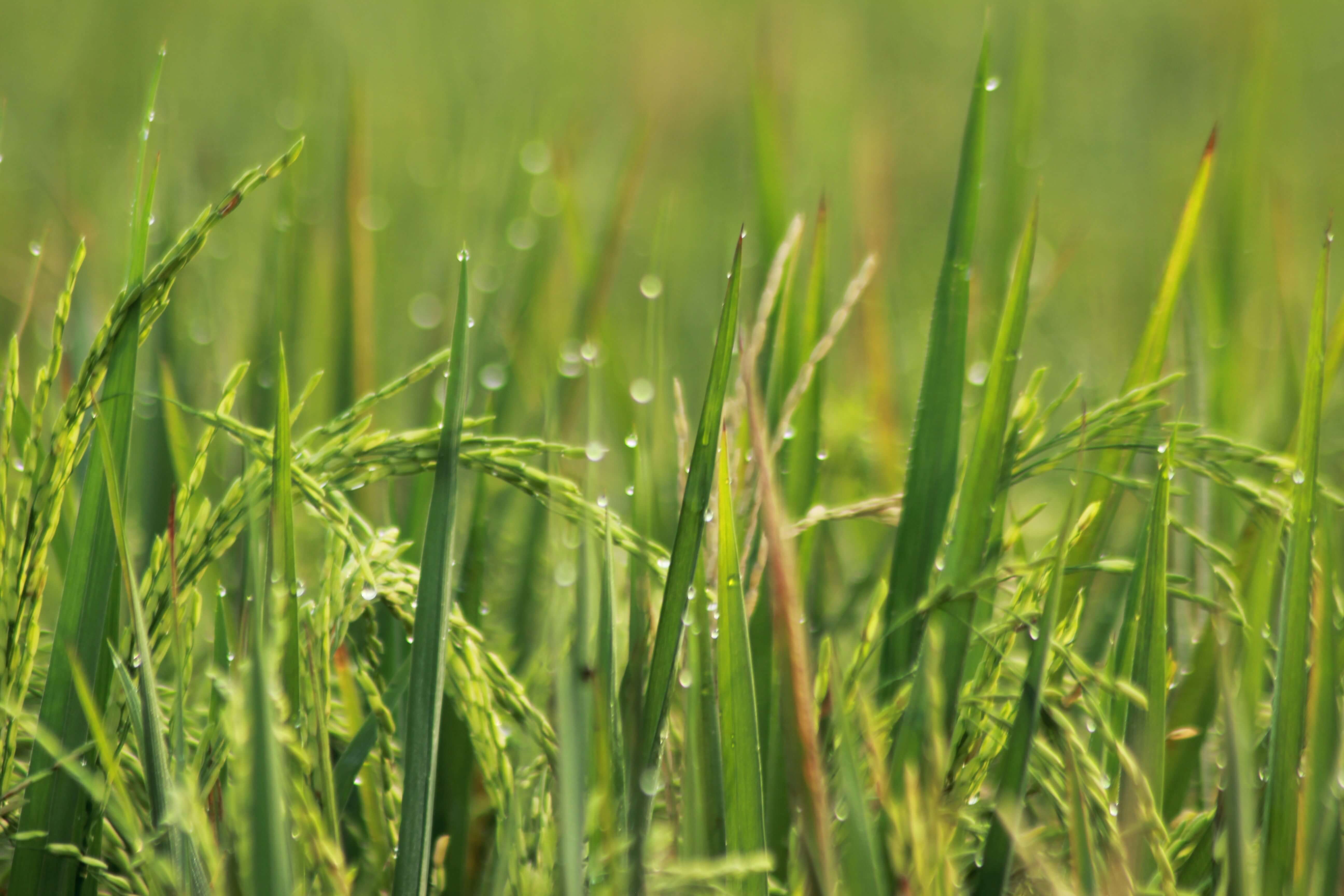 Lush green agricultural field